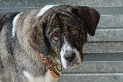 Мастиф собака с грустными глазами …» — создано в Шедевруме