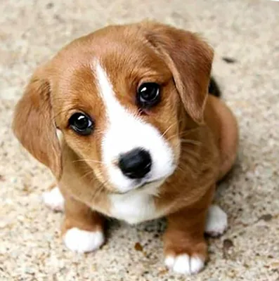 Собака с грустными глазами сидит на…» — создано в Шедевруме