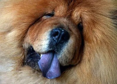Огромная собака чау-чау облизывает …» — создано в Шедевруме