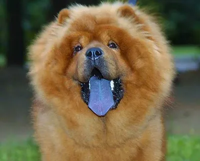 Чау-чау — собака с синим языком | ВКонтакте