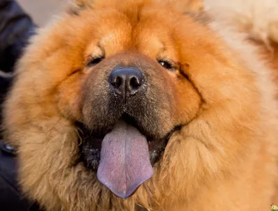 Китайская собака с синим языком - 77 фото