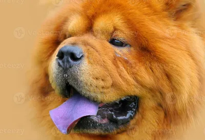 Пушистая собака с синим языком (71 фото) - картинки sobakovod.club