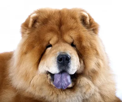 Собака с синим языком (39 лучших фото)