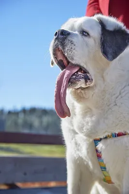 Пропала собака с синим языком в Краснодаре на Партсъезда 21 | Pet911.ru