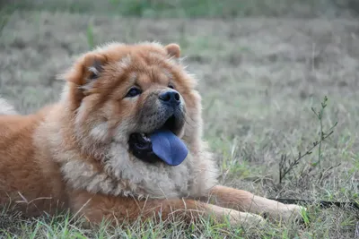 Собака с синим языком - 71 фото