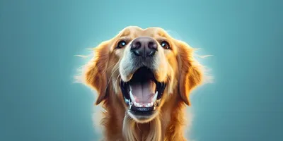 Синий язык у собаки порода - 55 фото