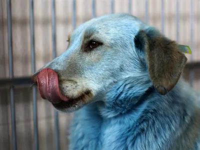 Собака с синим языком порода - 76 фото