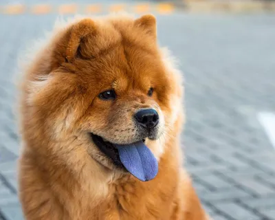 Породы собак с синим языком: собаки у которых фиолетовый язык, описание,  фото