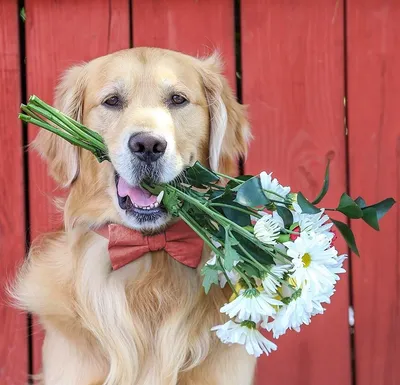 собака нюхает цветок фотография Stock | Adobe Stock