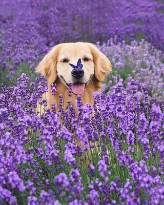 Собака с цветами» — создано в Шедевруме