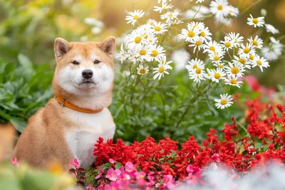 Зачем собаки нюхают цветы | Трое в лодке, не считая хозяйки | Дзен