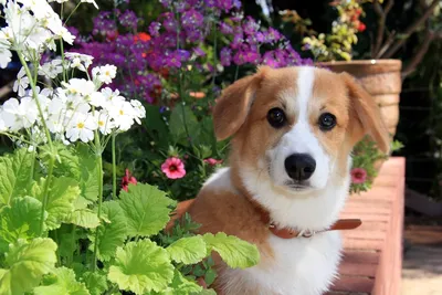 Собака с цветами в зубах - 58 фото