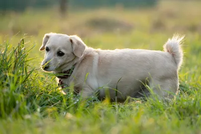 Собака с цветком стоковое фото. изображение насчитывающей влюбленность -  27987002