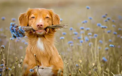 Собака в венке из цветов | Премиум Фото