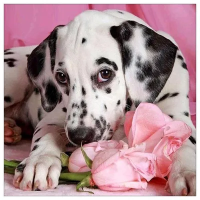 Картинки собака с цветами (70 фото) » Картинки и статусы про окружающий мир  вокруг