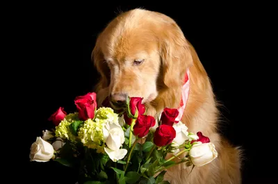 Собака с цветком стоковое изображение. изображение насчитывающей день -  27986937