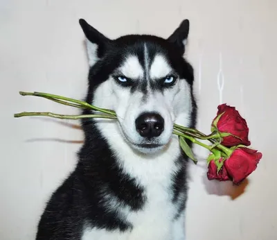 Собака с цветком в зубах - фото и картинки: 64 штук