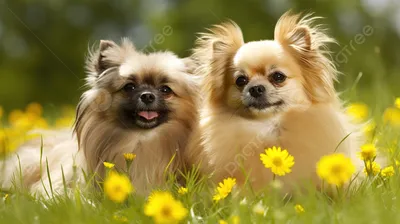 Собака с букетом цветков стоковое фото. изображение насчитывающей собака -  146552230