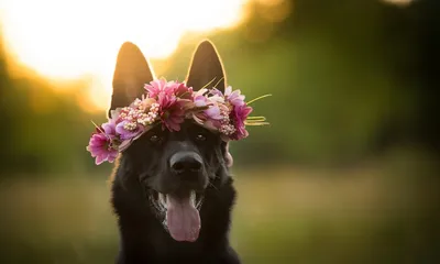 Светлые цветы в форме милой собаки…» — создано в Шедевруме