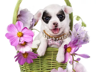 Красивые цветы собаки-бигла белый фон в векторном стиле | Премиум векторы