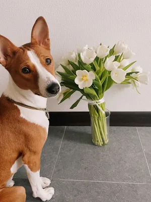 Собака с цветком стоковое изображение. изображение насчитывающей  приятельство - 27987023