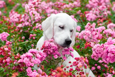 Картинки собака с цветами в зубах (68 фото) » Картинки и статусы про  окружающий мир вокруг