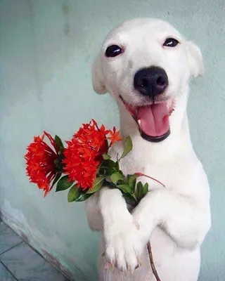 собака цветы собирает» — создано в Шедевруме