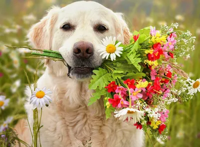 Открытки собаки с цветами - 59 фото