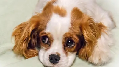 Мелкая собака с выпученными глазами - 74 фото