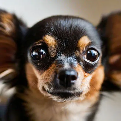 маленькая собака с большими глазами сидит неподвижно, уродливые картинки  чихуахуа, чихуахуа, животное фон картинки и Фото для бесплатной загрузки