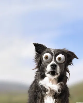 Страшная порода собак с выпученными глазами - 79 фото