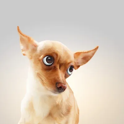 Собака с большими круглыми глазами - аватары, картинки, фотографии | Собаки,  Круглые глаза, Глаза