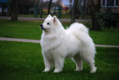 Белоснежные волки: в Бийске растет популярность собак породы самоед