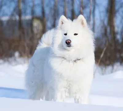 Белая пушистая собака самоед - 75 фото
