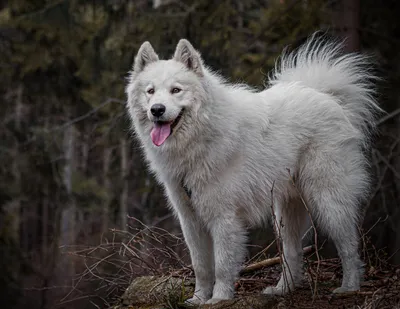 Самоедская собака: несколько недостатков породы, о которых вряд ли  расскажут в питомнике | Пикабу
