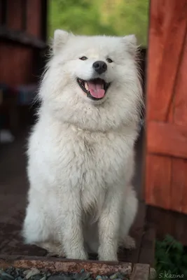 Белый и пушистый собака породы \"Самоед\" Stock Photo | Adobe Stock