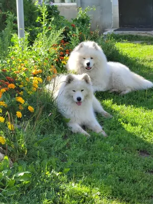 самоед. большая белая собака в природе Стоковое Фото - изображение  насчитывающей лужок, трава: 227967666