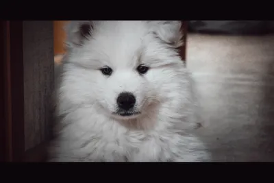Самоедская собака: большое жизнерадостное белое облачко | Пёсико | Дзен