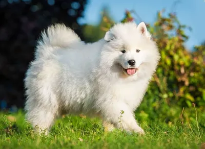 самоед. большая белая собака в природе Стоковое Фото - изображение  насчитывающей пушисто, портрет: 227967654