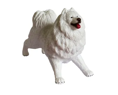 Собака породы самоед на белом фоне…» — создано в Шедевруме