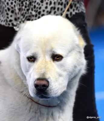 Пропала собака в Екатеринбурге, САО, белый окрас, рыжие пятна, кличка Тамир  | Pet911.ru