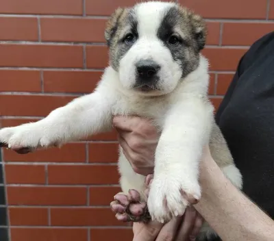 Продаются шикарные щенки САО. Два кобеля: 350 USD ᐈ Собаки | Бишкек |  67424632 ➤ lalafo.kg