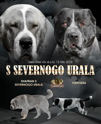 Купить щенка от аборигенных САО (алабаи) из отар Таджикистана купить в  Мурманске за 1 руб- Собаки на Хибины.ru