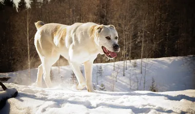 Семимесячная собака породы САО стоит на дороге. фотография Stock | Adobe  Stock