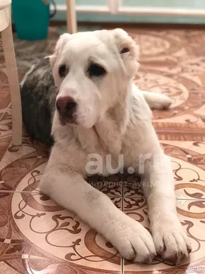 САО щенок-алабай(8 месяцев) в Волгограде