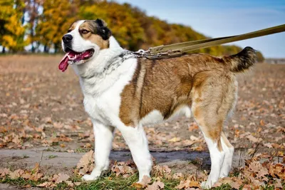 Алабай — описание породы собаки от А до Я