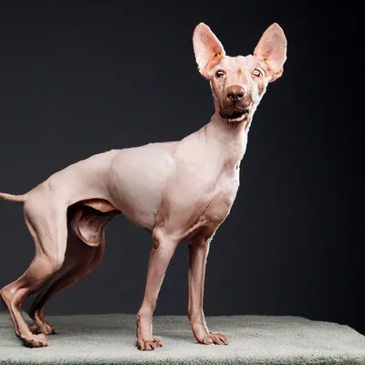 Лысая собака сфинкс» — создано в Шедевруме