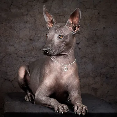 Фараонова собака-сфинкс» — создано в Шедевруме