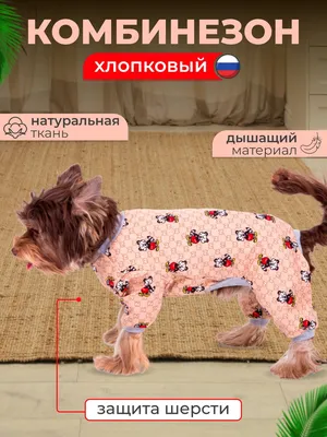 Лысые собаки сфинксы (66 фото) - картинки sobakovod.club
