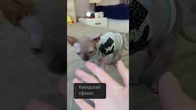 Котята донского сфинкса и мексиканская голая собака - YouTube